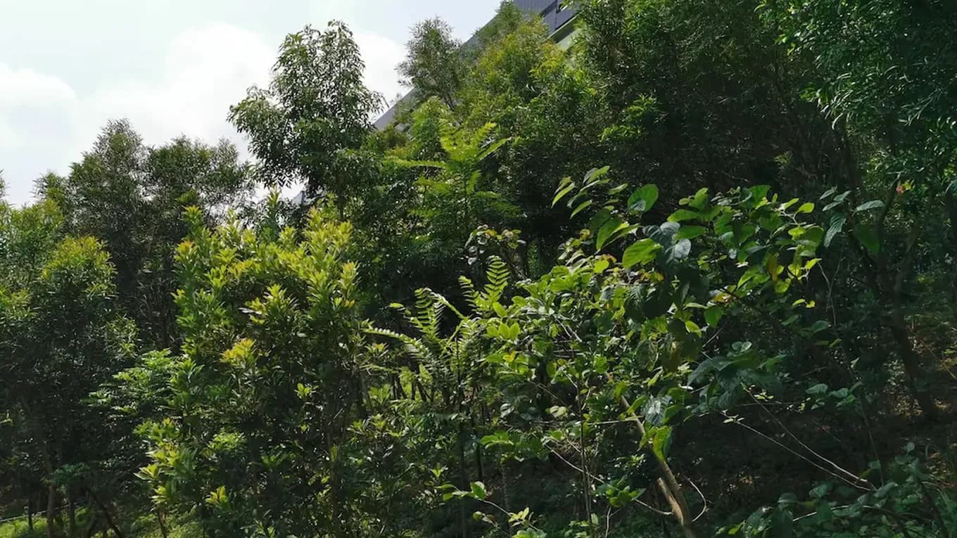 近自然林與稀有物種復育計畫